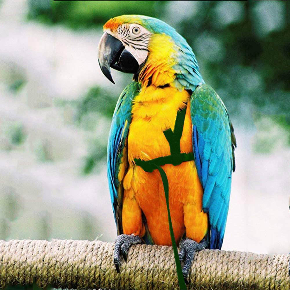 Parrot Harness & Flying Leash