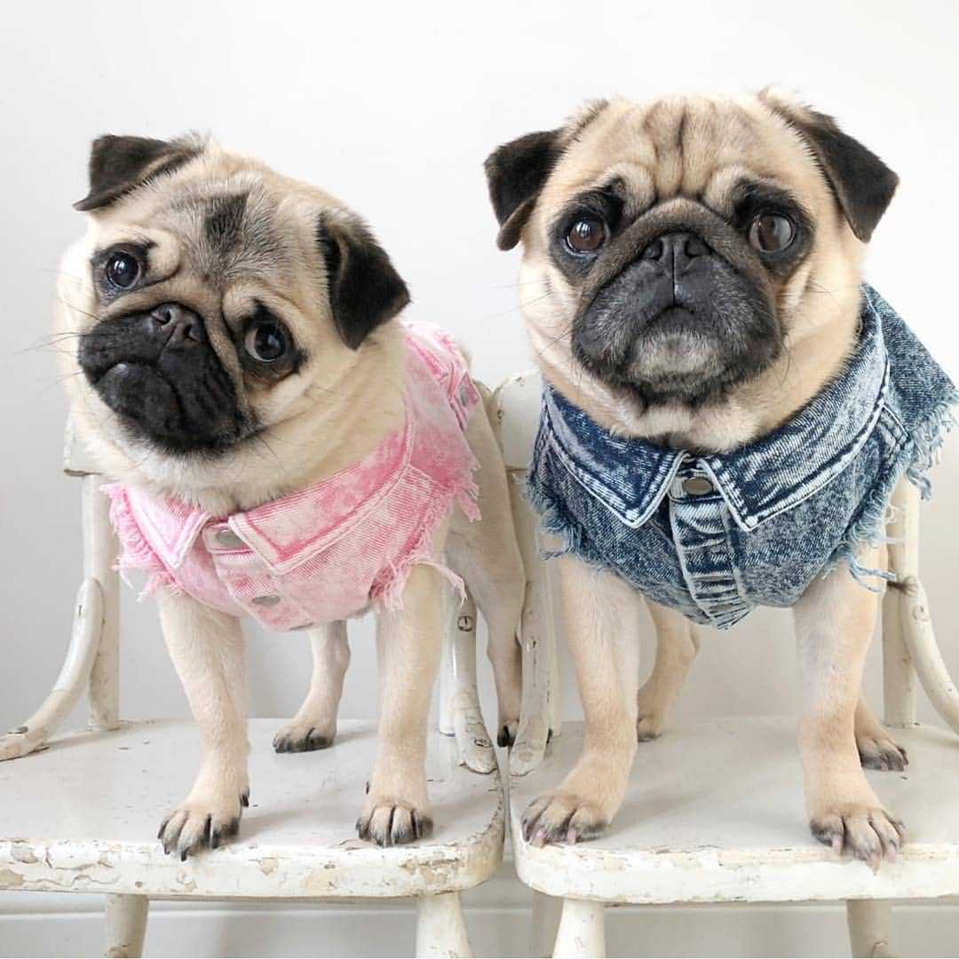 Washed Denim Dog Jacket