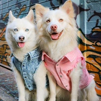Washed Denim Dog Jacket