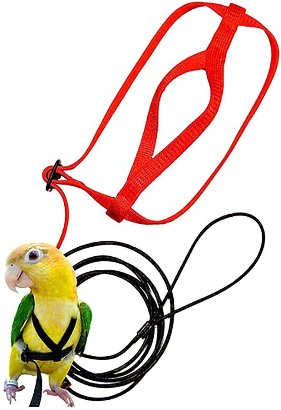 Parrot Harness & Flying Leash